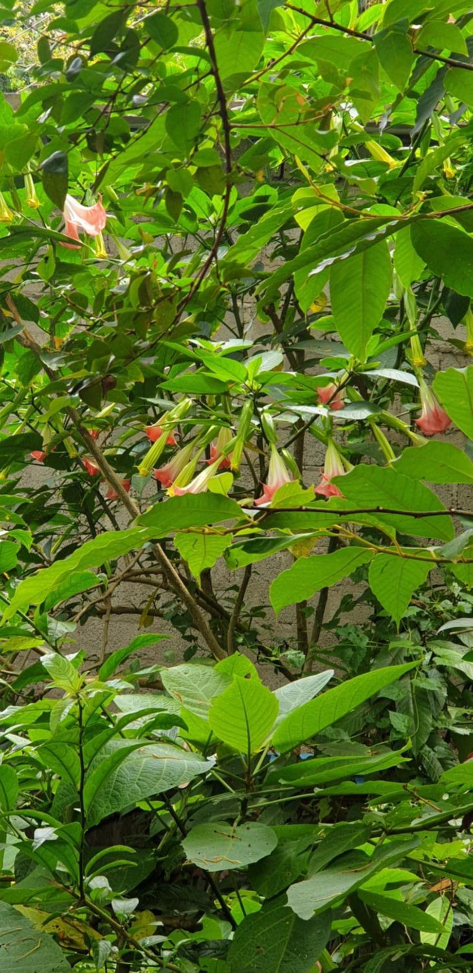 Himansa Homestay 埃拉 外观 照片